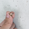Moose Stud Earrings - Gold